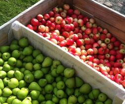 æbler og pærer i kasser